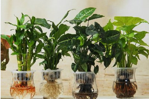 家居植物風水擺放有何講究?家居風水植物的注意事項
