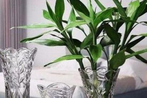 家居植物風水擺放有何講究?家居風水植物的注意事項